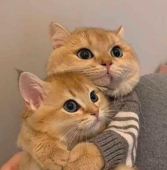 Can’t Hug Your Cat Forever? This Soft Squishy Toy Comes Close
